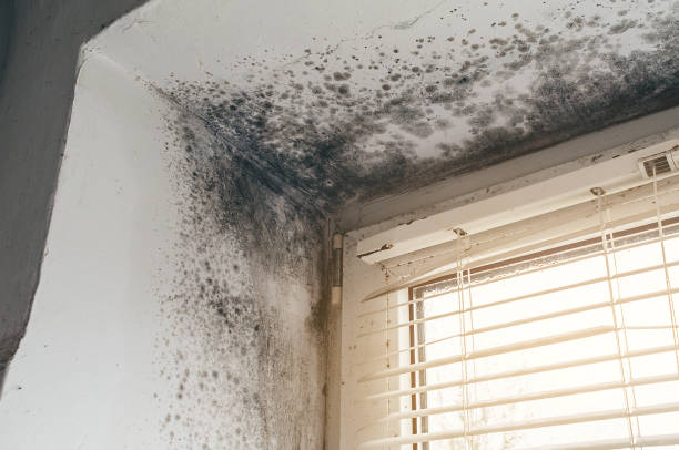 Affordable Mold Remediation solutions in Marshall, IL